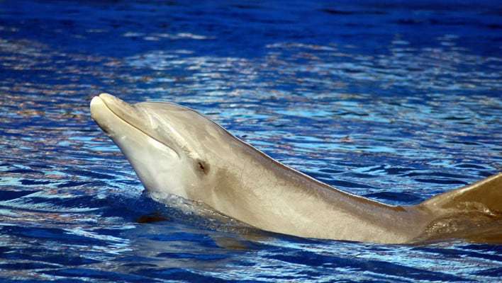 Swim With Dolphins in Miami - Miami Beach Travel Advisor